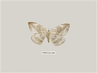 藏品(圓翅大鉤蛾)的圖片